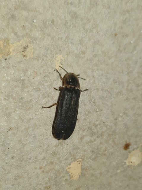 Lampyris noctiluca - nagy szentjánosbogár