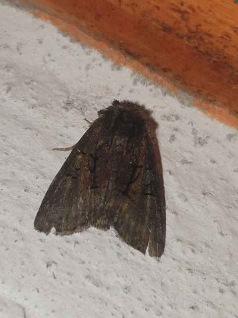 Oligia latruncula - fekete dudvabagoly