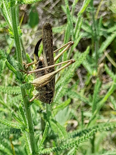 Platycleis affinis - púposhasú rétiszöcske