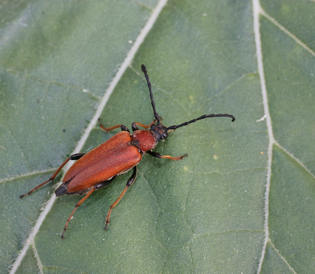 Stictoleptura rubra - vörös virágcincér