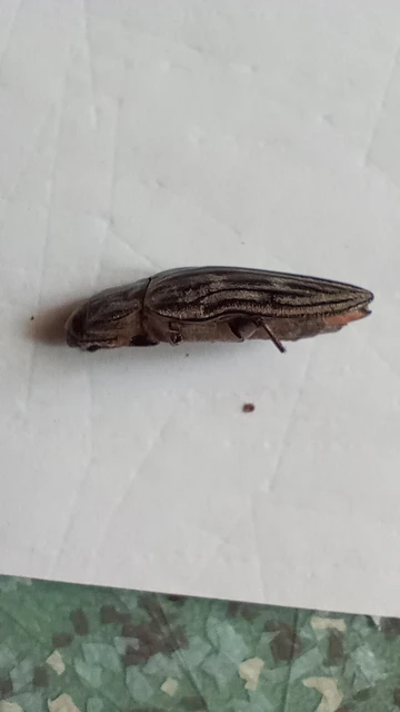 Chalcophora mariana - nagy fenyvesdíszbogár