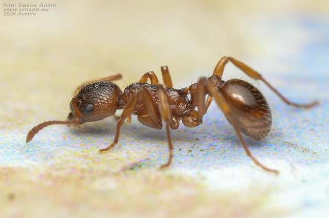 Myrmica ruginodis - erdei bütyköshangya