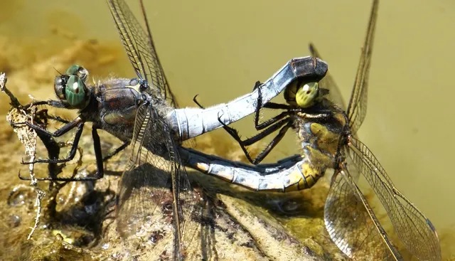 Orthetrum cancellatum - feketefarkú pásztorszitakötő