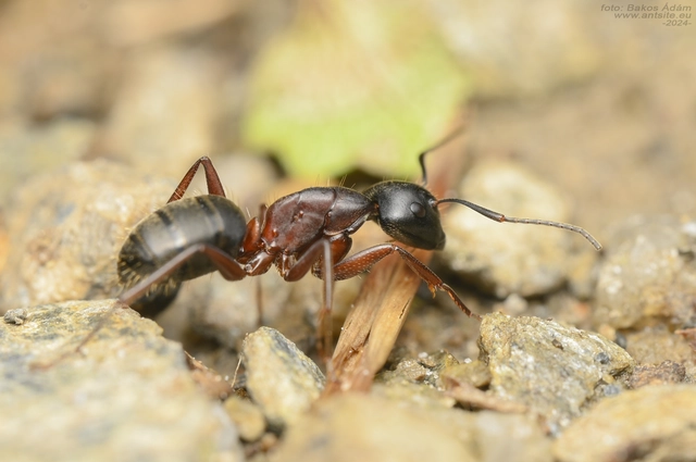 Camponotus herculeanus - óriás lóhangya