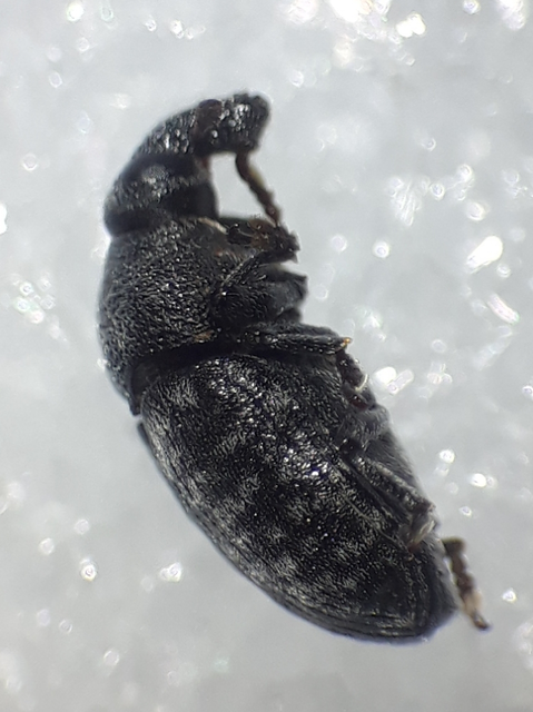 Larinus obtusus - imola-púderbarkó