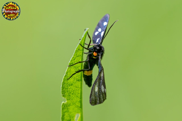 Amata phegea - fehérpettyes álcsüngőlepke