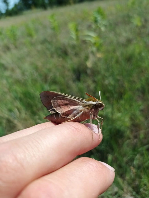 Hyles euphorbiae - kutyatejszender