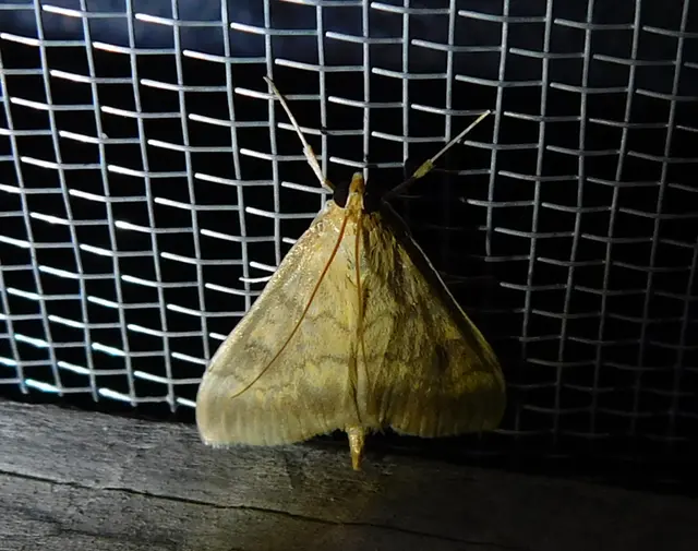 Ostrinia nubilalis - kukoricamoly