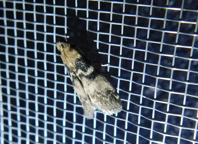 Euzophera pinguis - kőrislakó karcsúmoly