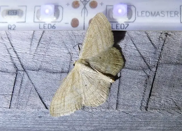 Scopula virgulata - vesszős sávosaraszoló