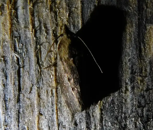 Galleria mellonella - nagy viaszmoly