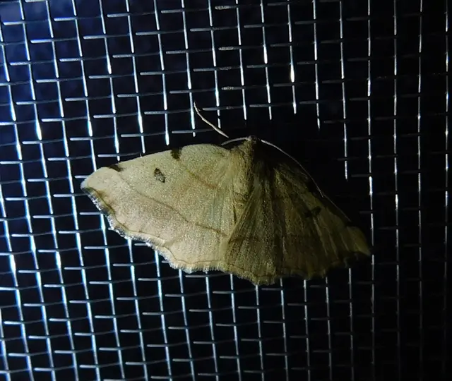 Eilicrinia trinotata - háromjegyű araszoló