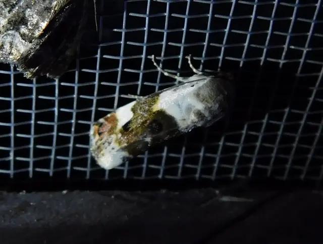 Acontia lucida - fehér nappalibagoly