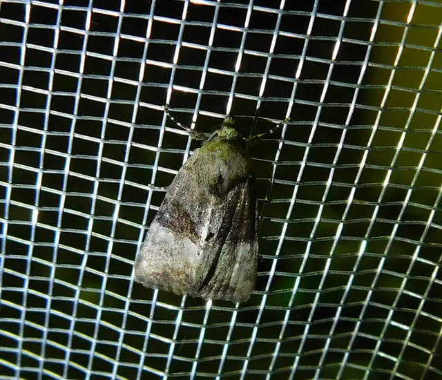 Mesoligia furuncula - kétszínű dudvabagoly