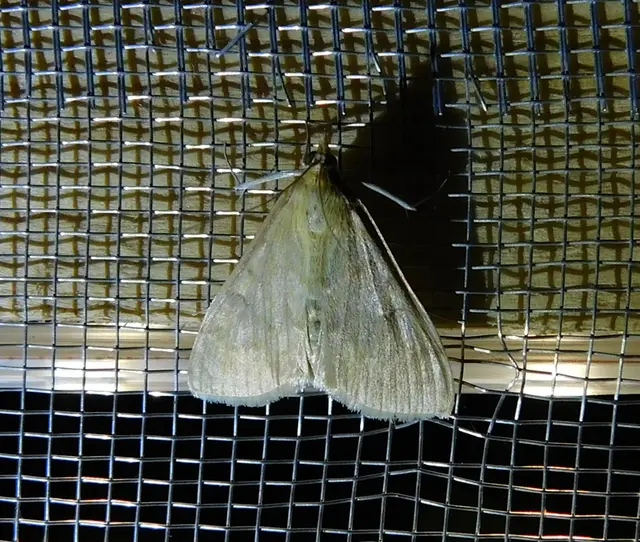 Ostrinia nubilalis - kukoricamoly