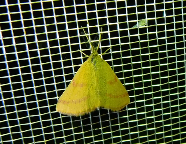 Lythria purpuraria - bíborsávos araszoló