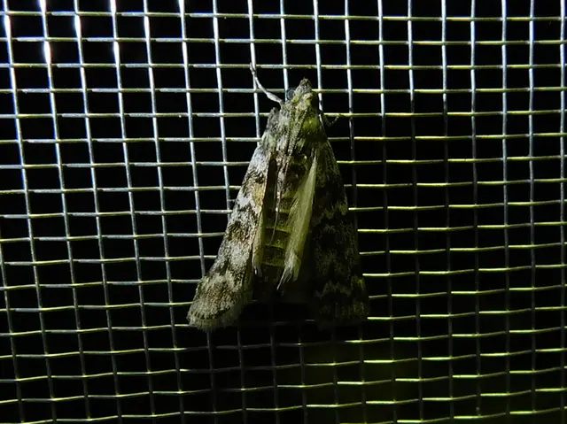 Dioryctria