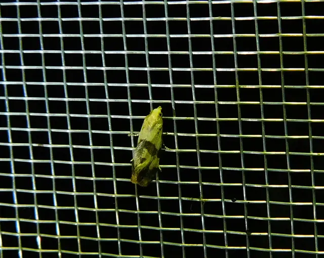 Phalonidia contractana - pipitér-fúrómoly