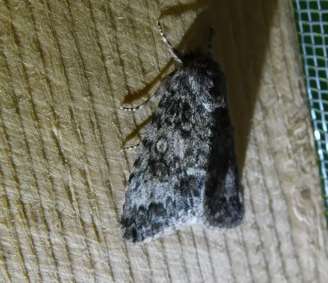Acronicta megacephala - nagyfejű szigonyosbagoly