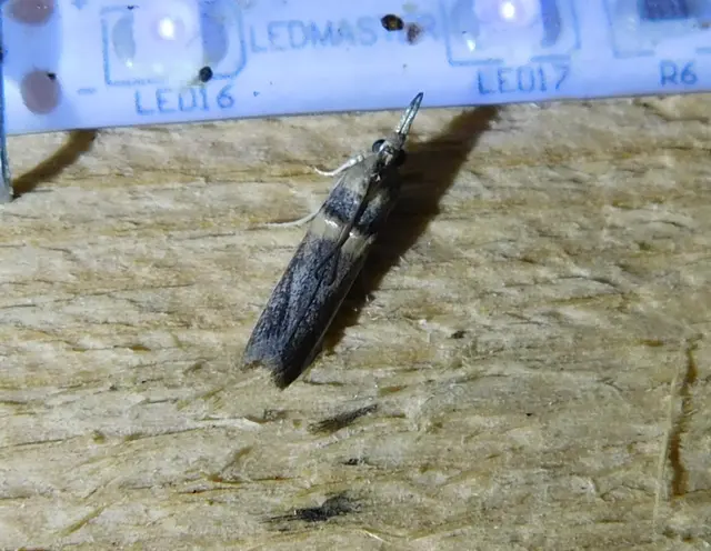 Etiella zinckenella - akácmoly