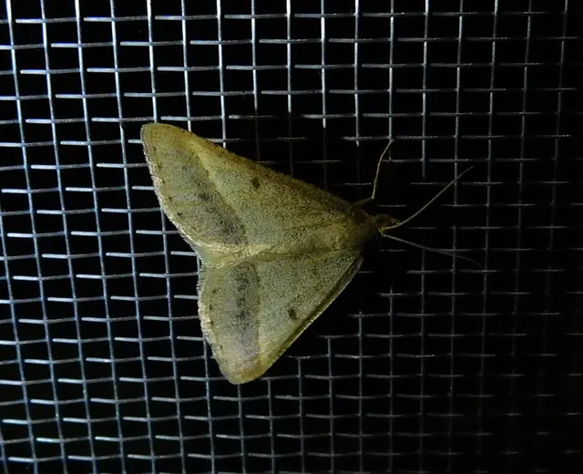 Tephrina arenacearia - lucerna-araszoló