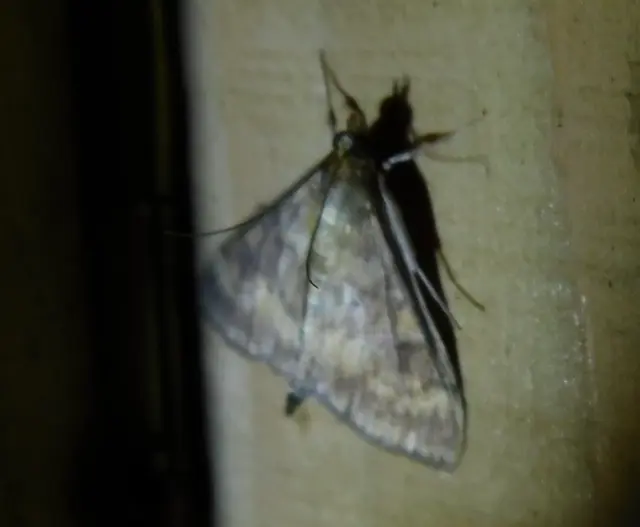 Ostrinia nubilalis - kukoricamoly