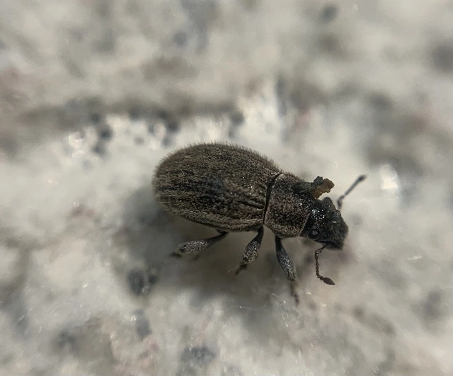 Strophosoma faber - homoki mesterormányos