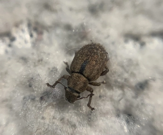 Strophosoma melanogrammum - feketejegyes ormányos
