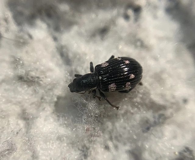 Polydrusus picus - pikkelyfoltos lombormányos