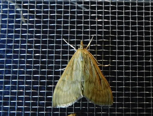 Ostrinia nubilalis - kukoricamoly