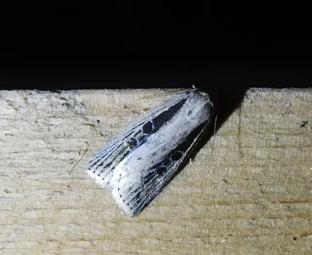 Chilodes maritima - négyfoltos nádibagoly