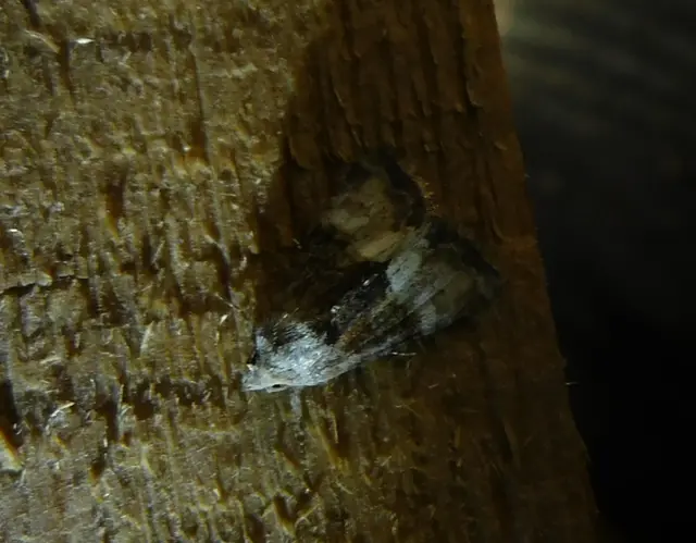 Mesoligia furuncula - kétszínű dudvabagoly