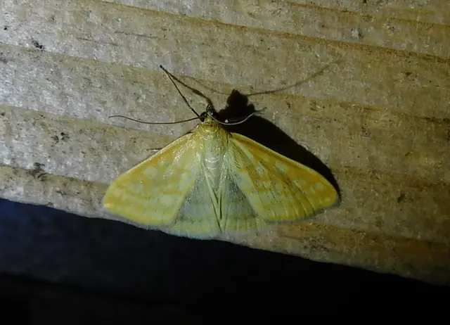 Sitochroa verticalis - világossárga dudvamoly