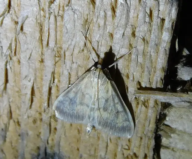 Ostrinia nubilalis - kukoricamoly