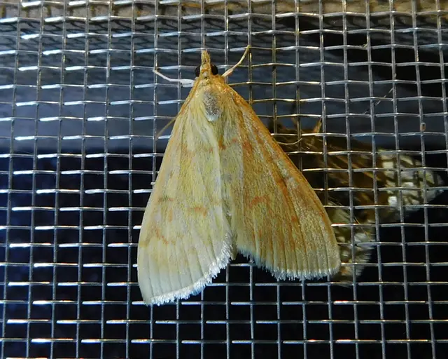 Ostrinia nubilalis - kukoricamoly