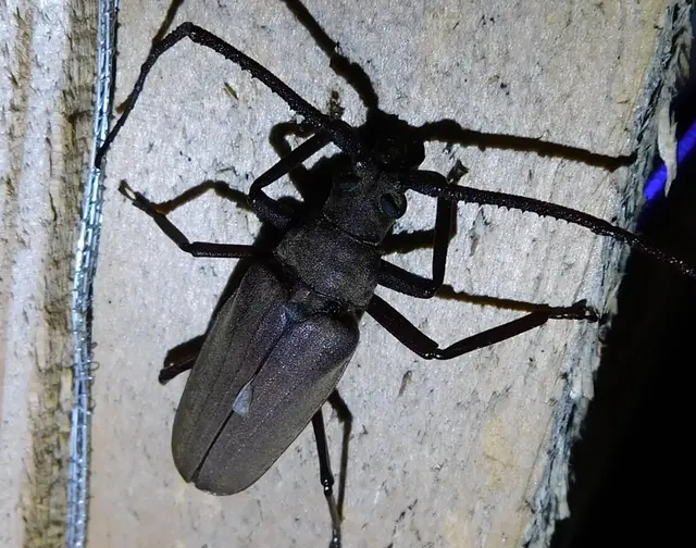Aegosoma scabricorne - diófacincér