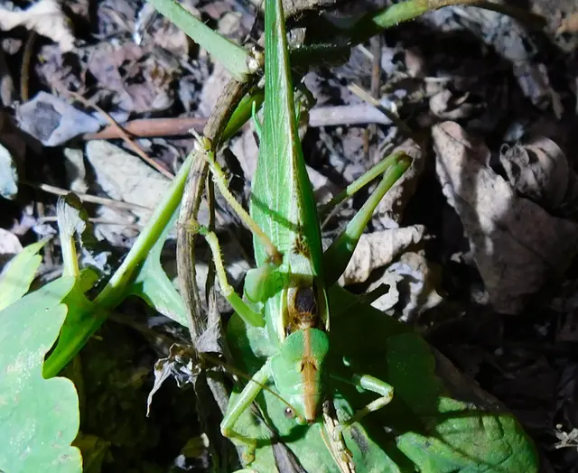 Tettigonia viridissima - zöld lombszöcske