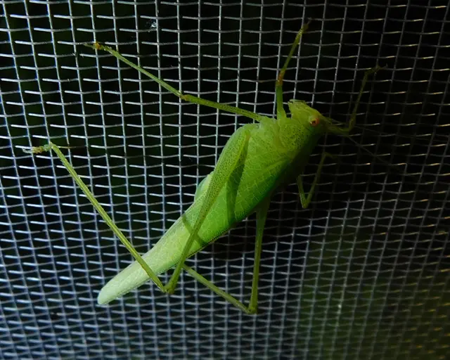 Phaneroptera nana - pontozott repülőszöcske