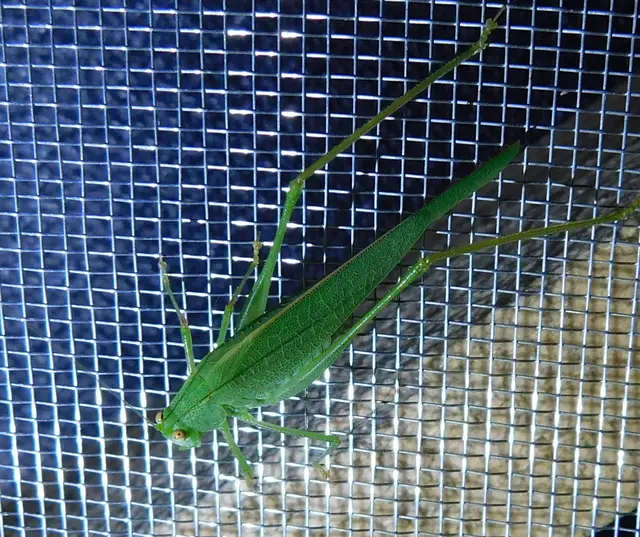 Phaneroptera nana - pontozott repülőszöcske
