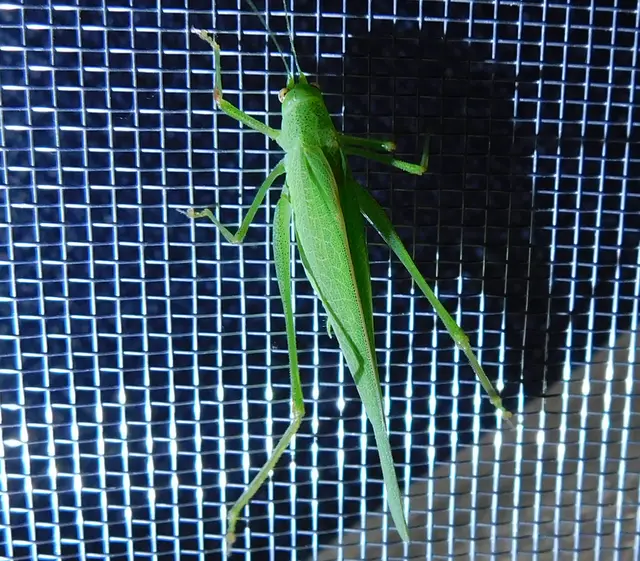Phaneroptera nana - pontozott repülőszöcske