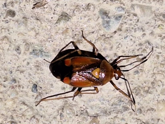 Deraeocoris ruber - vöröses mezeipoloska