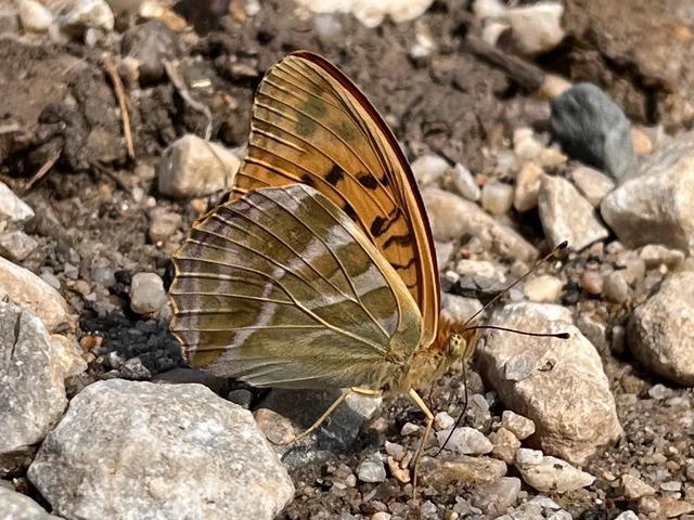 Argynnis paphia - nagy gyöngyházlepke