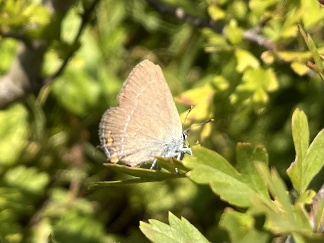 Satyrium acaciae - akác-csücsköslepke