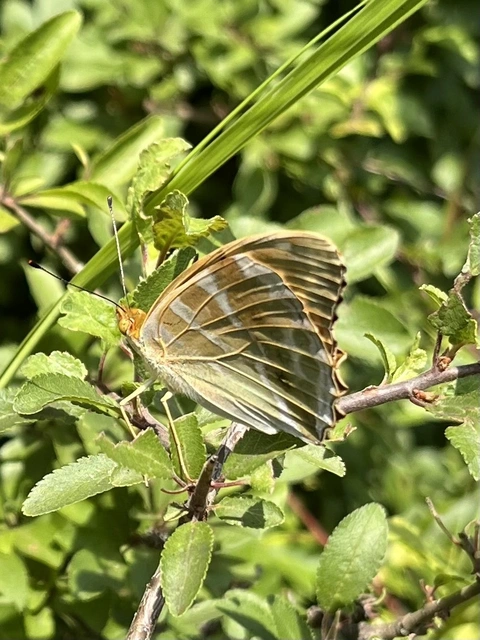 Argynnis paphia - nagy gyöngyházlepke