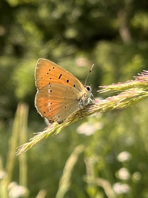 Lycaena virgaureae - arany-tűzlepke