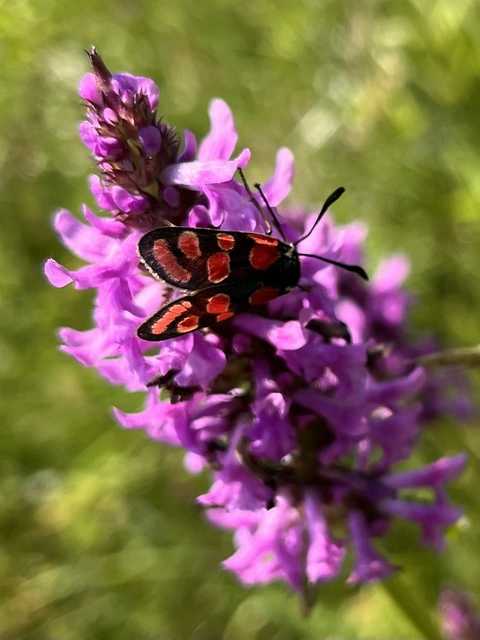 Zygaena carniolica - fehérgyűrűs csüngőlepke