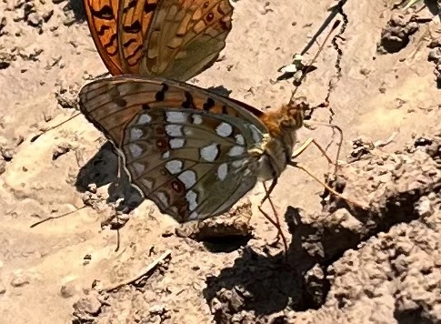 Argynnis adippe - ezüstös gyöngyházlepke