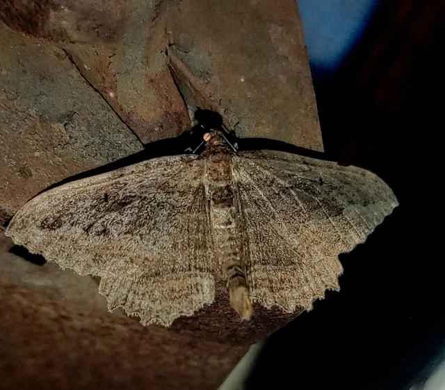Philereme transversata - varjútövis-araszoló