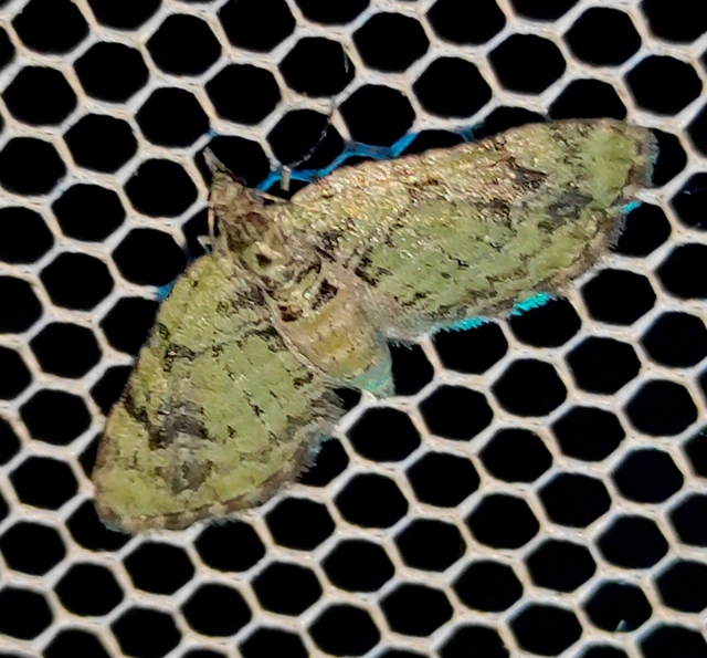 Chloroclystis v-ata - zöldes törpearaszoló