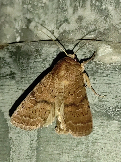 Hoplodrina octogenaria - barna selymesbagoly